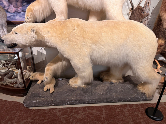 Hand of Man - Museum of Natural History, Cultural Arts & Conservation-邓肯必去景点