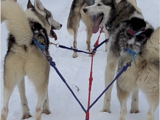 Winterdance Dogsled Tours-Haliburton必去景点