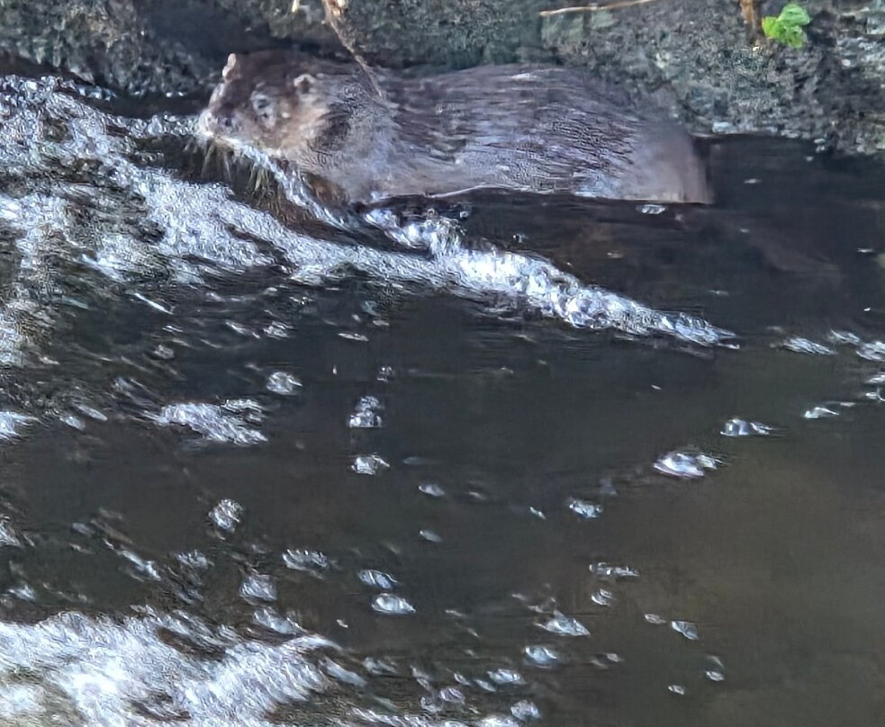 Riverside Walk-戈尔韦必去景点