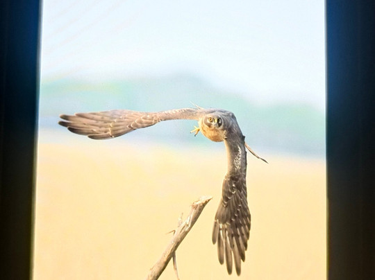 Tal Chhapar Black Buck Sanctuary