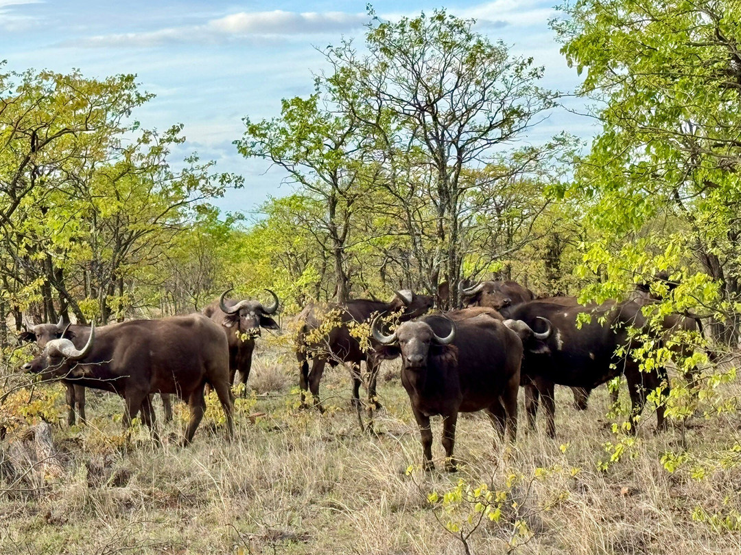 Kedibone Safaris-伐拉博瓦必去景点