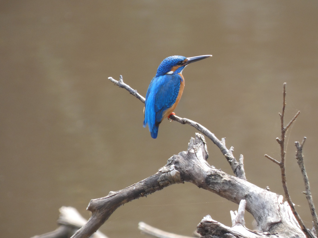 Hansali Reisen-加勒必去景点