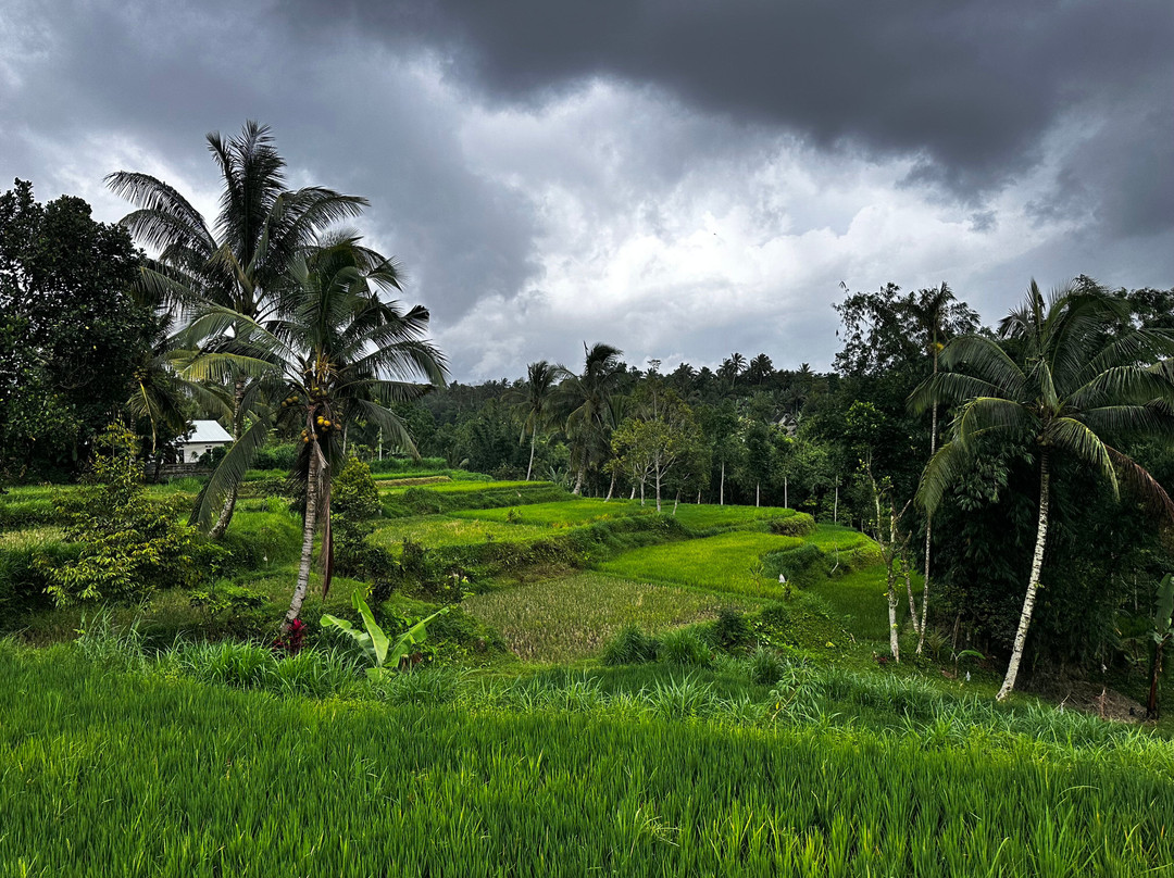 Davi Trekker-Tetebatu必去景点