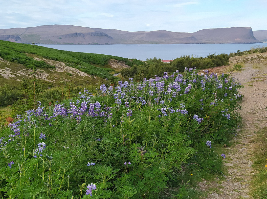 Vesturbyggð-Patreksfjordur必去景点