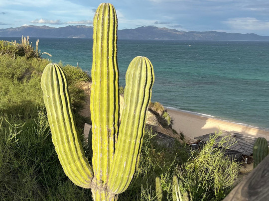 Palapas Ventana主图