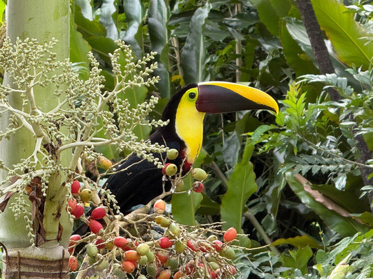 Rio Celeste Blue Adventures-Tenorio Volcano National Park必去景点