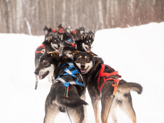 Campbell's Racing Sled Dogs-Melfort必去景点