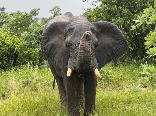 On Safari Africa - Kruger National Park-马里兰必去景点