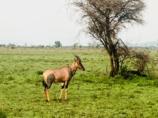 Savannah Explorers Limited-阿鲁沙必去景点