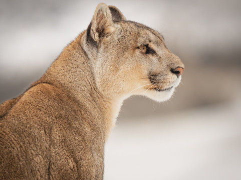 Wild Frames Chile-纳塔莱斯港必去景点