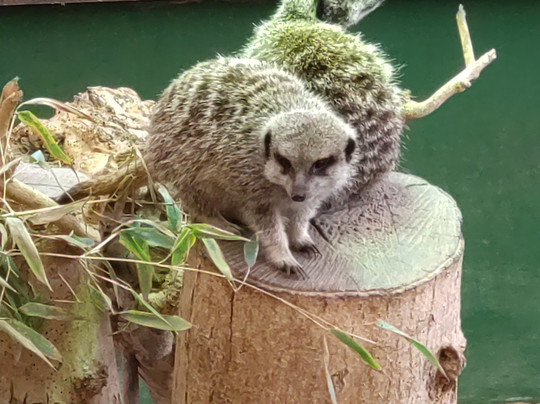 Shepreth Wildlife Park-Shepreth必去景点