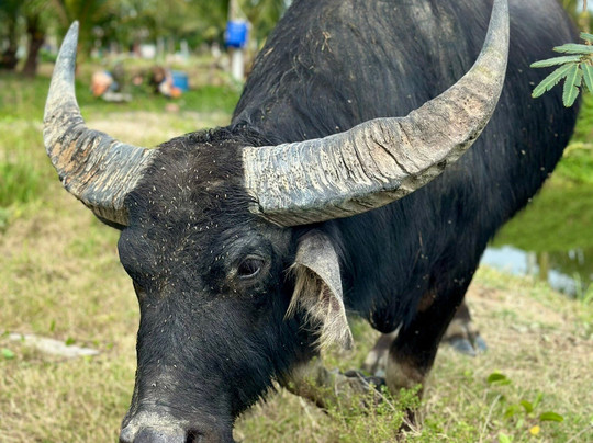 Hoi An Day Trip Company-会安必去景点