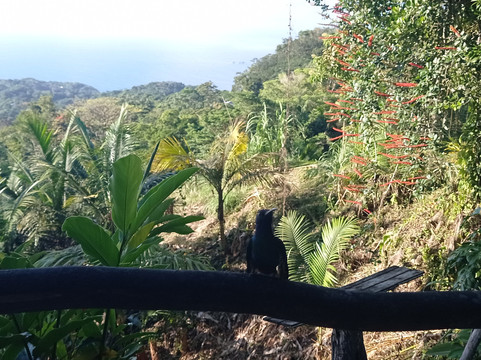 LB's Tours Tobago-多巴哥必去景点