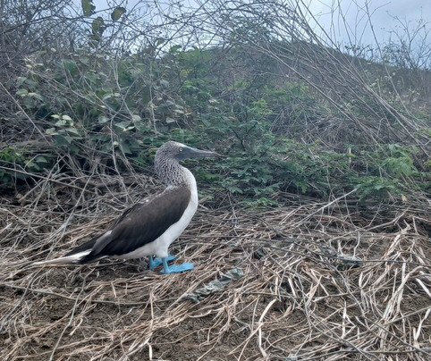 Isla de la Plata-Puerto Lopez必去景点