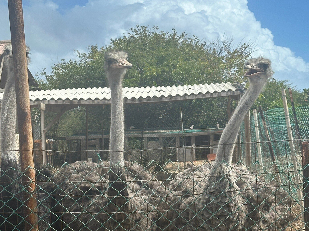 Curacao Ostrich Farm-库拉索必去景点
