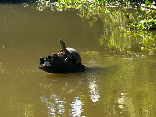 Sierpe - Ever Green-Sierpe必去景点