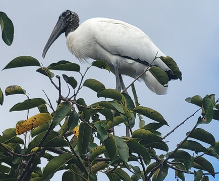 Wakodahatchee Wetlands-德拉海滩必去景点