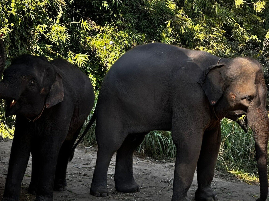 Tawan Riverside - Elephant Resort