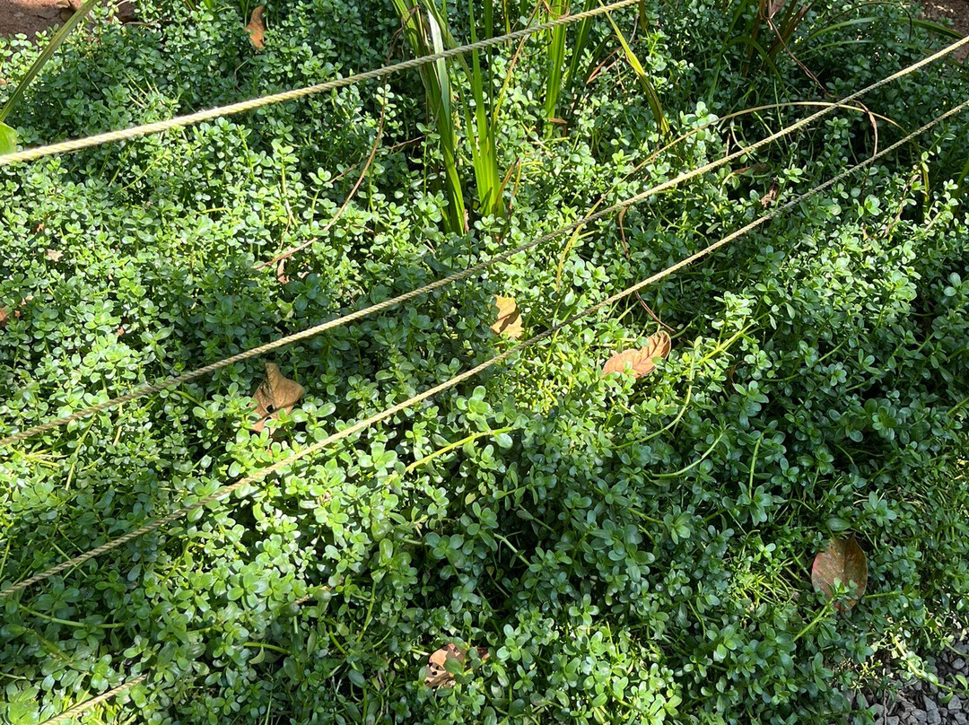 Periyar Spice & Ayurvedic Garden-Kumily必去景点