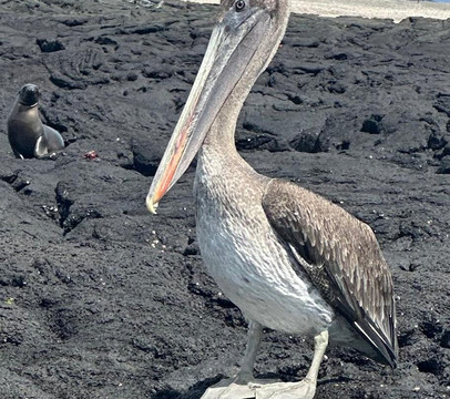 Kajol Lavan Travel, Galapagos Islands-Baltra必去景点