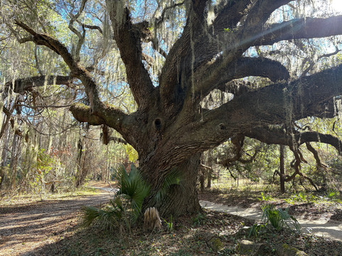 The Lands and Legacies Tour-Cumberland Island必去景点