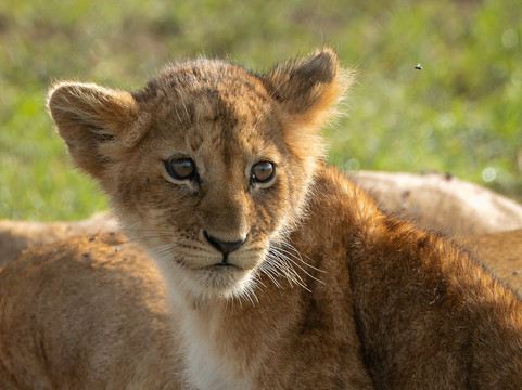 Spirit of Kenya-内罗毕必去景点