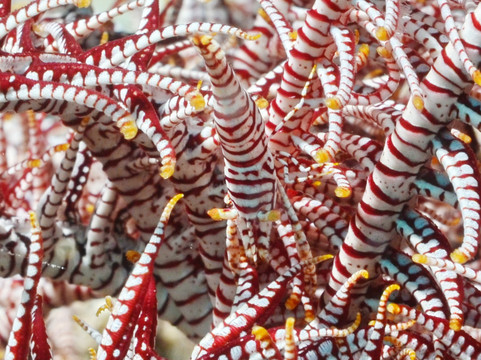 Maite Marine Sanctuary-圣胡安必去景点