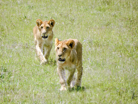 Zara Tanzania Adventures-莫西必去景点