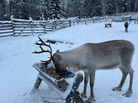 Tatuka Reindeerfarm-Ylitornio必去景点