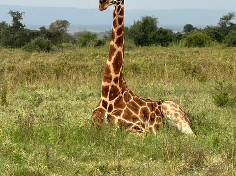 Sino Africa Safari-内罗毕必去景点