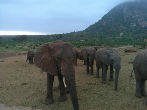Capture Africa Tours-内罗毕必去景点