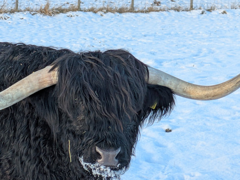Robertson's - The Larder & Highland Cows - Beauly-Beauly必去景点