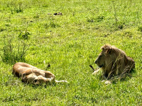 Antonio Safaris-Karen必去景点