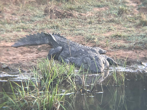 Udawalawe Lahiru Safari Guide Tours-乌达瓦拉维国家公园必去景点