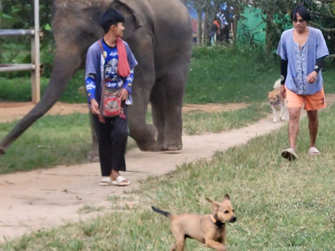 Samui Elephant Spa-苏梅岛必去景点