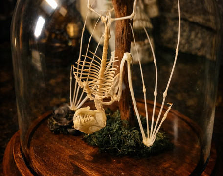 Appalachian Oddities-Weston必去景点