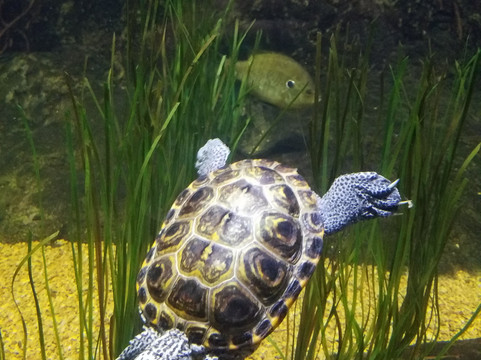 Virginia Aquarium & Marine Science Center-弗吉尼亚海滩必去景点