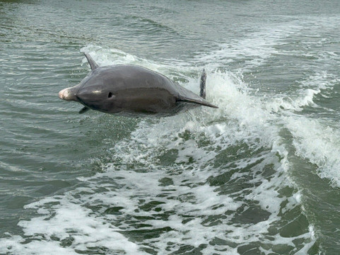 Captain Craig’s Everglades Boat Adventures LLC-Chokoloskee必去景点