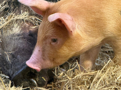 科茨沃尔德农场公园-Kineton必去景点