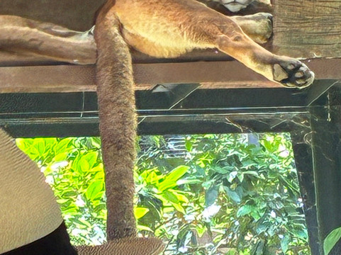 Rescate Wildlife Rescue Center-阿拉辉拉必去景点