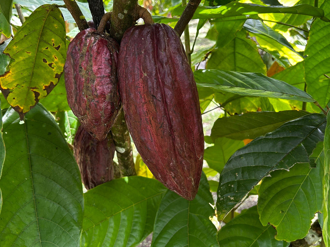 Costa Rica Eco Journeys-利比里亚必去景点