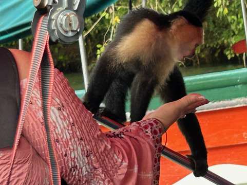 Monkey Island-巴拿马城必去景点