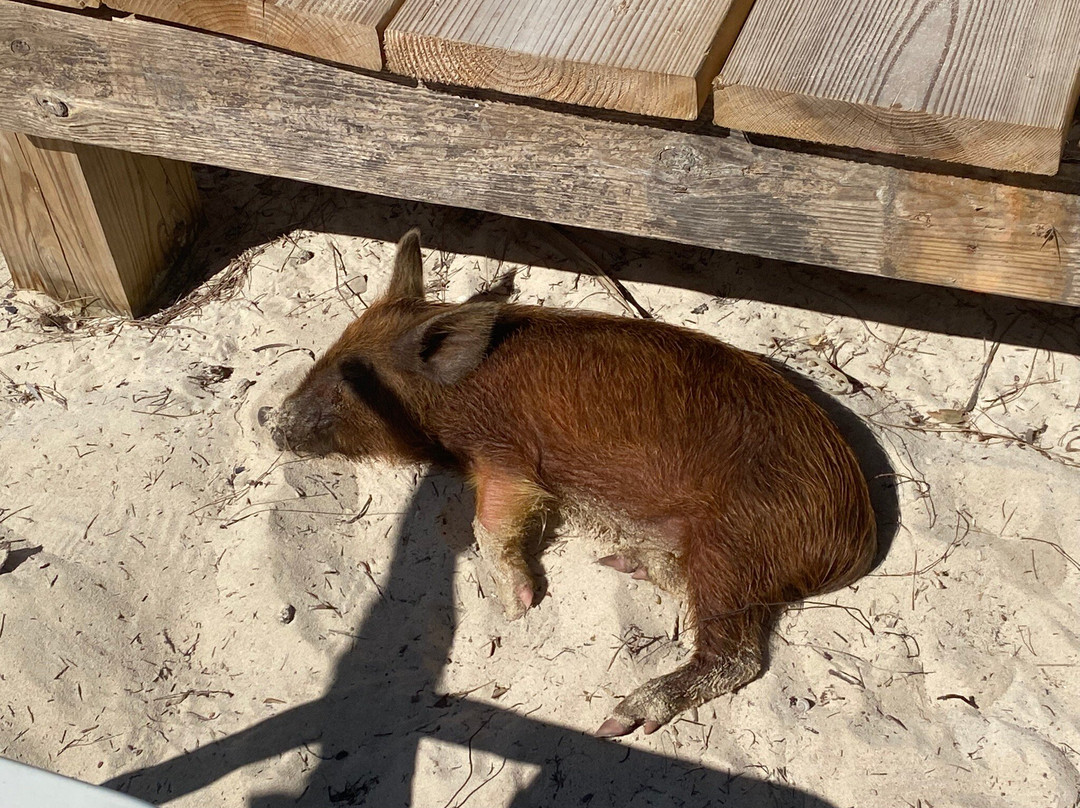 Pig Beach-大埃克苏马必去景点