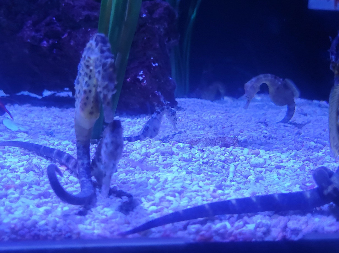 里普利水族管-美特尔海滩必去景点