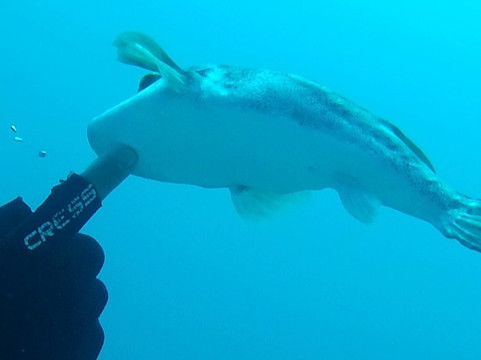 Scuba Iguana-阿约拉港必去景点