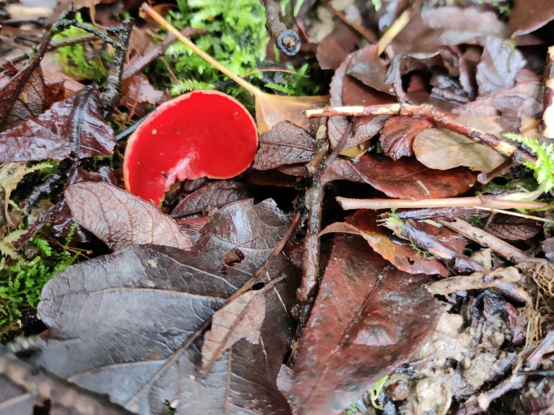 Welsh Wildlife Centre-Cardigan必去景点