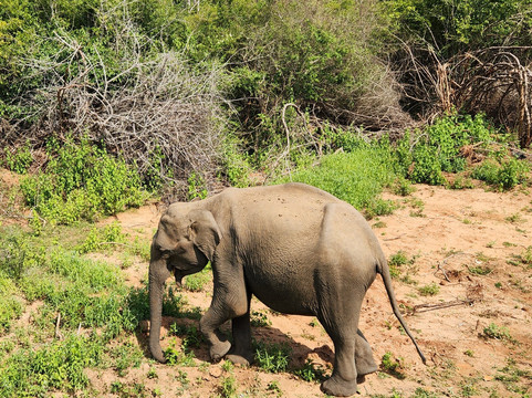 Blue Wild - Yala - Plastic Free & Sustainable主图