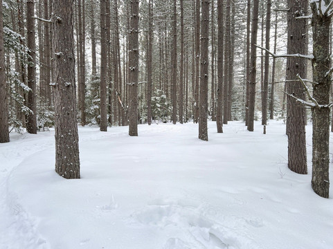 Demonstration Forest