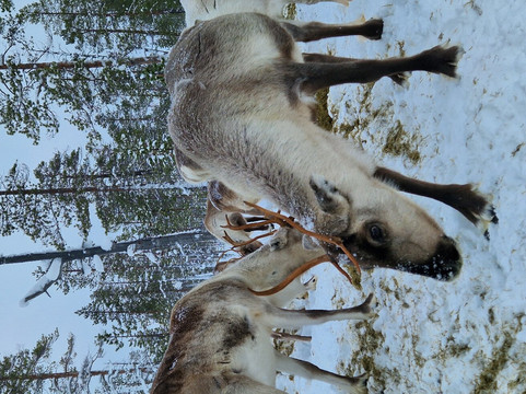 佩特里马特斯驯鹿农场-伊纳里必去景点