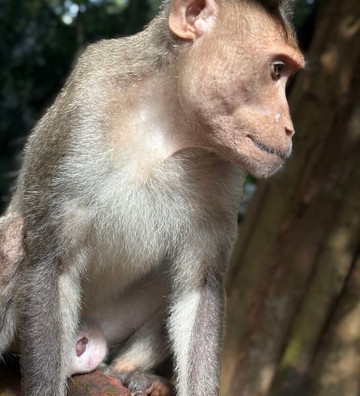 Sumatra Orangutan Tours-武吉拉旺必去景点